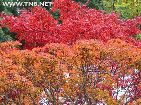 峨眉山红叶能红到几月?11月去峨眉山看红叶好看吗?