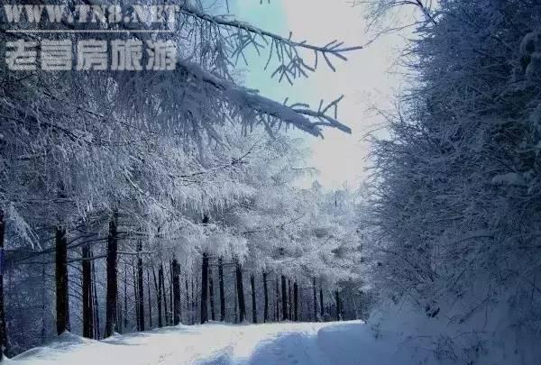 巫山 · 梨子坪

市级森林公园，拥有数万亩林地。冬天下雪之后，完全被白雪覆盖，神奇的冰柱随处可见，天然纯洁、晶莹剔透。