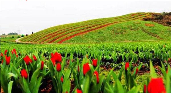 渝北兴隆花海