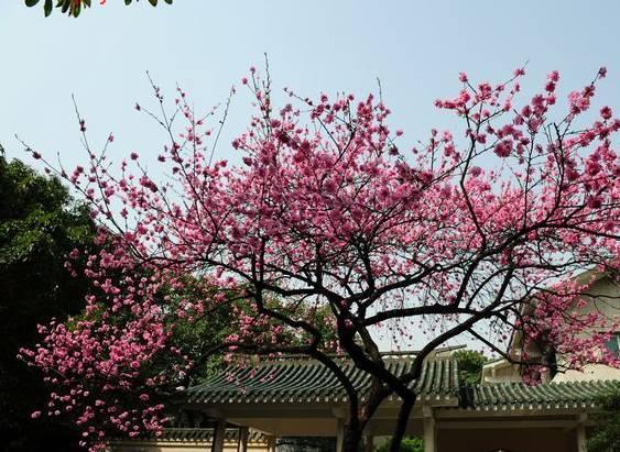 渝中区鹅岭公园