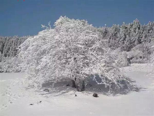 仙女山雪景