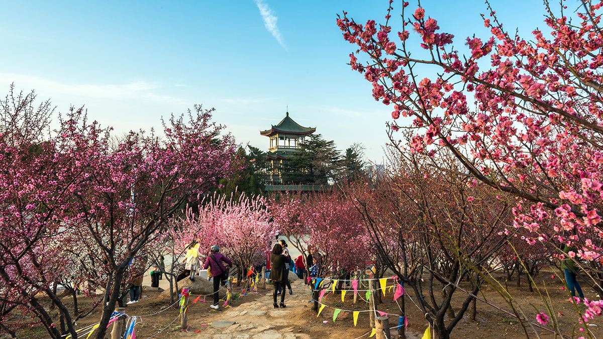 南山梅花.jpg 南山梅花.jpg