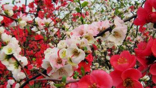 铁山坪梅园.jpg 铁山坪梅园.jpg