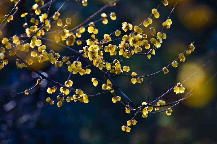 腊梅.jpg 腊梅.jpg